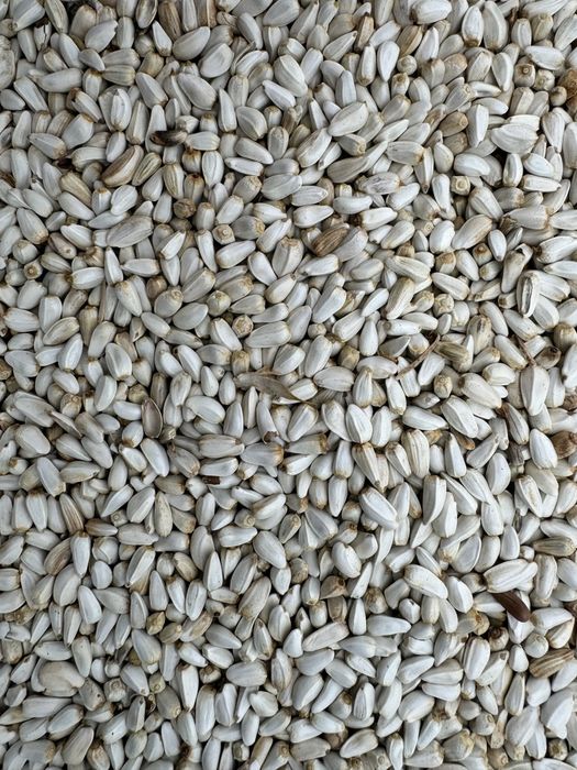 Закупаем белую горчицу , лен