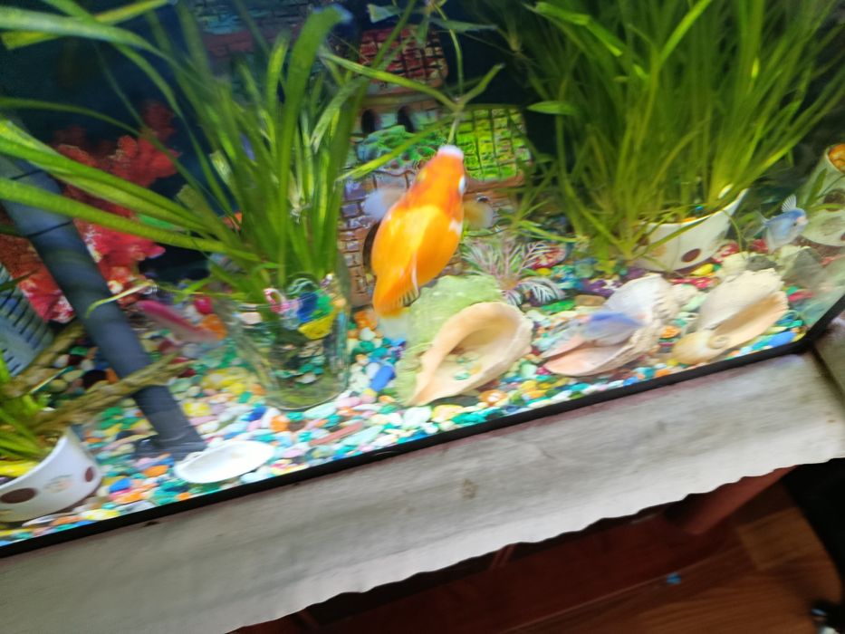 Продаю 40литровый аквариум и 15 рыбок