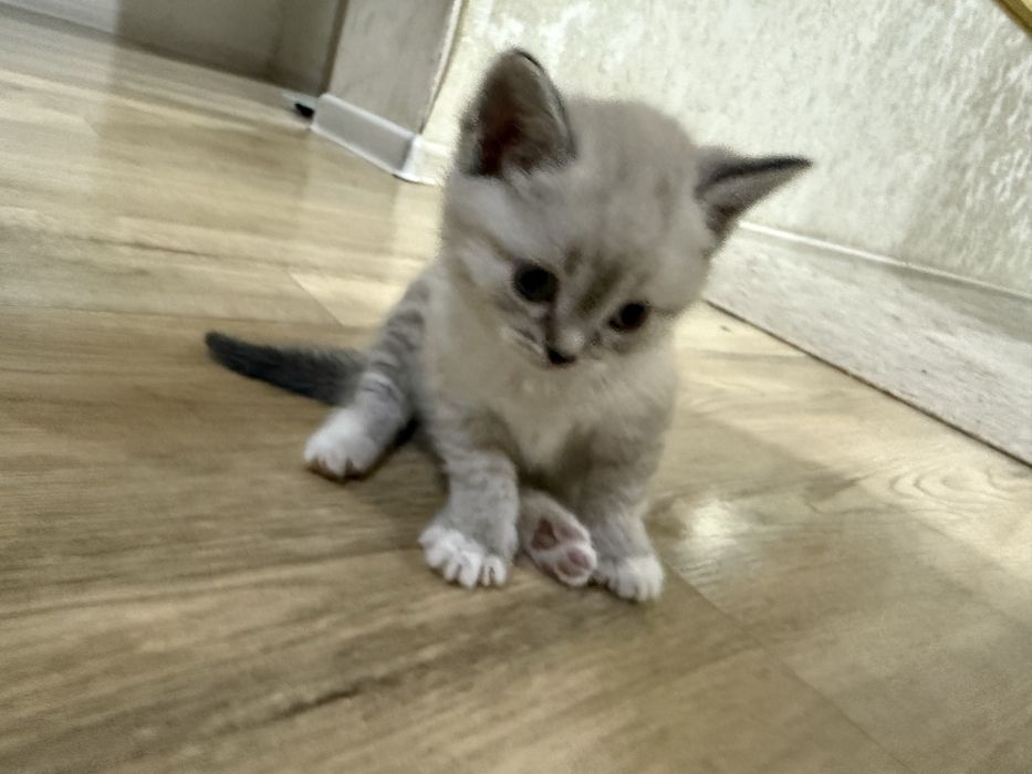 Милые котята в Коктал-1, самостоятельные