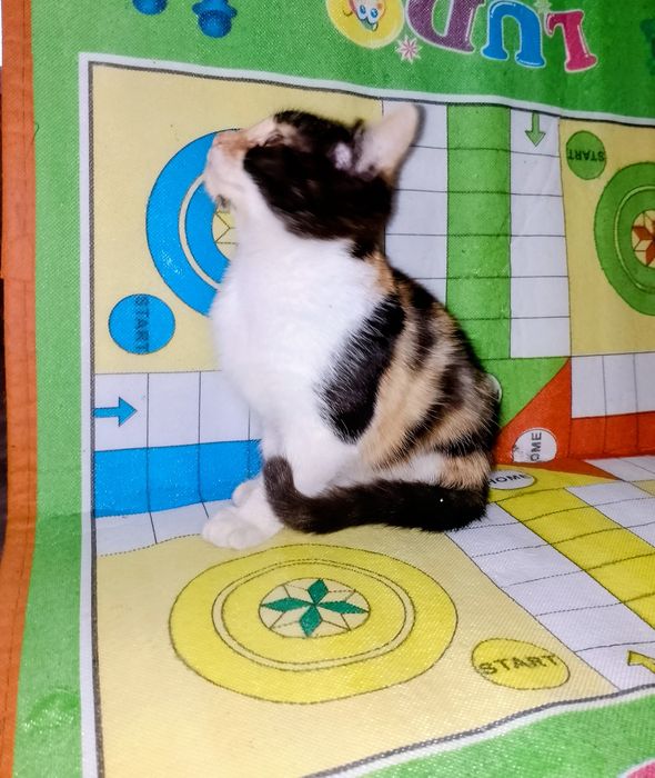 Подарявам малко котенце