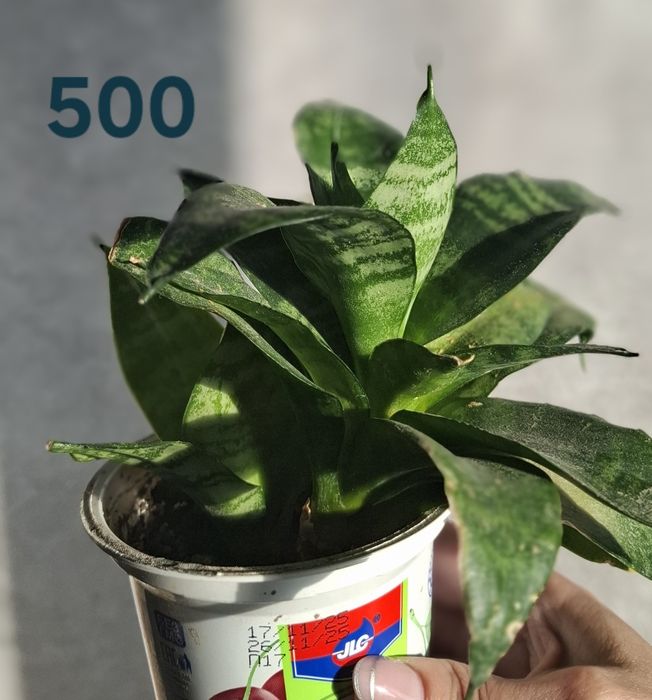 Цветы  комнатные