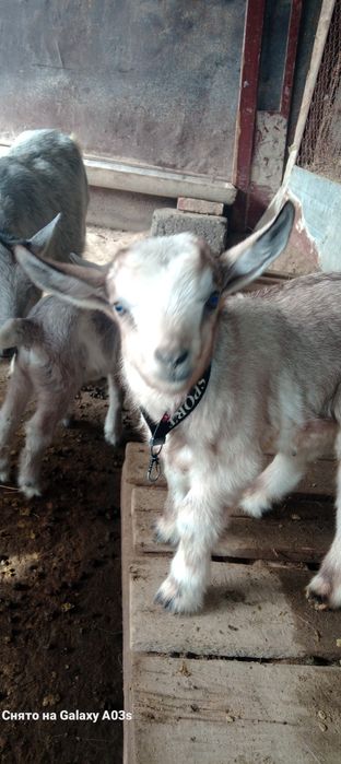 Альпи еркек лақ 15 мың