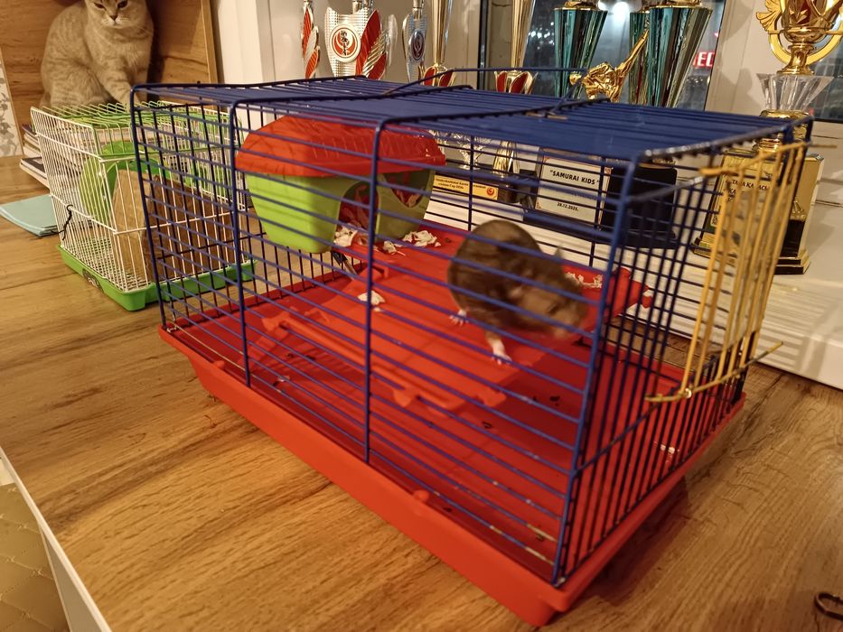 Продам двух Хомяков