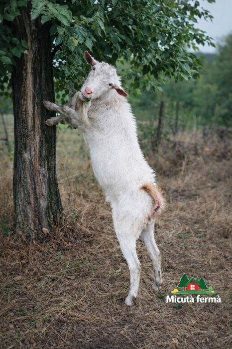 Vând țap rasa Saanen