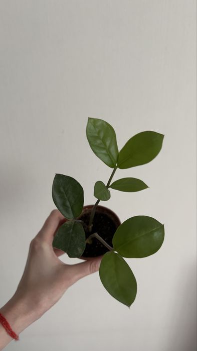 Замиокулькас доллоровое дерево