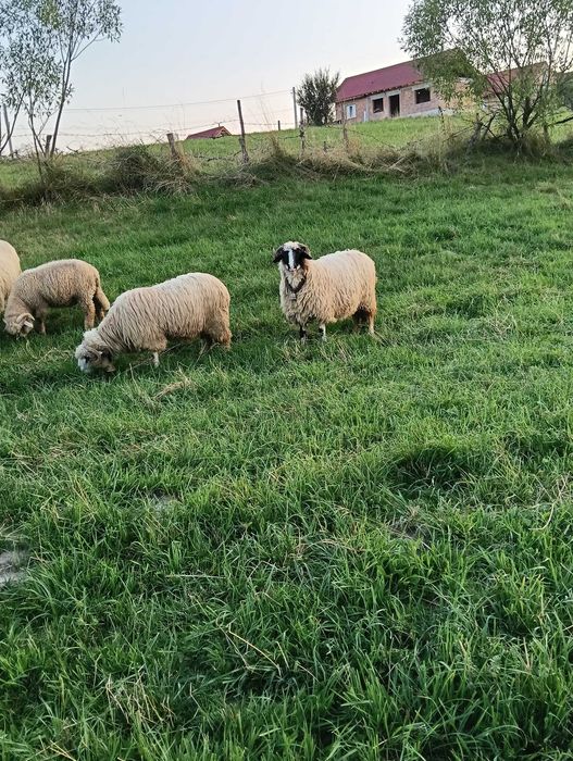 De vazare oi breze turnare 3 oi și un berbec prețul pe bucata este de 1000 lei