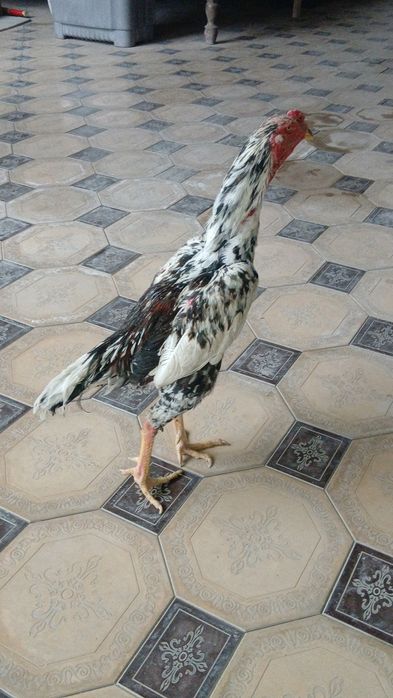 Дакан кораз 35.000