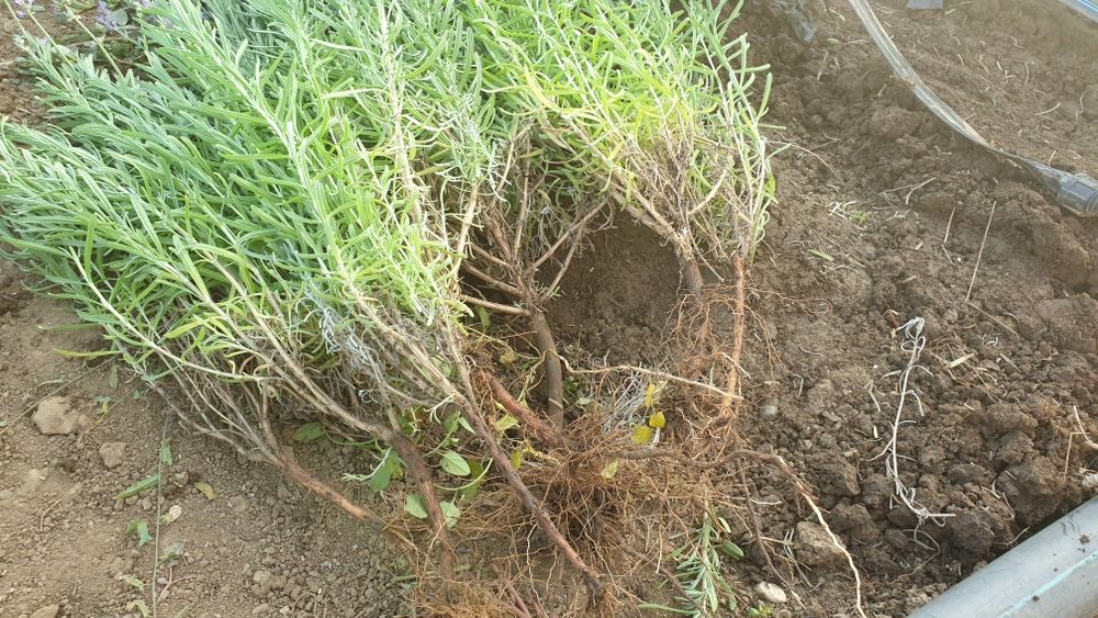 Butasi lavanda in București - frumoși