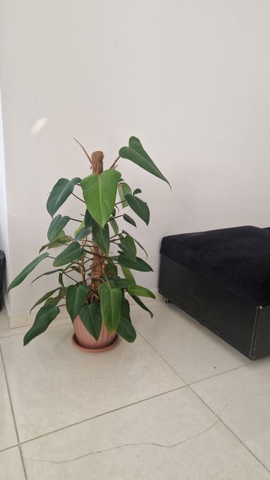 Комнатный цветок. Филодендрон.