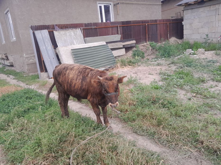 Бычки годовалый.