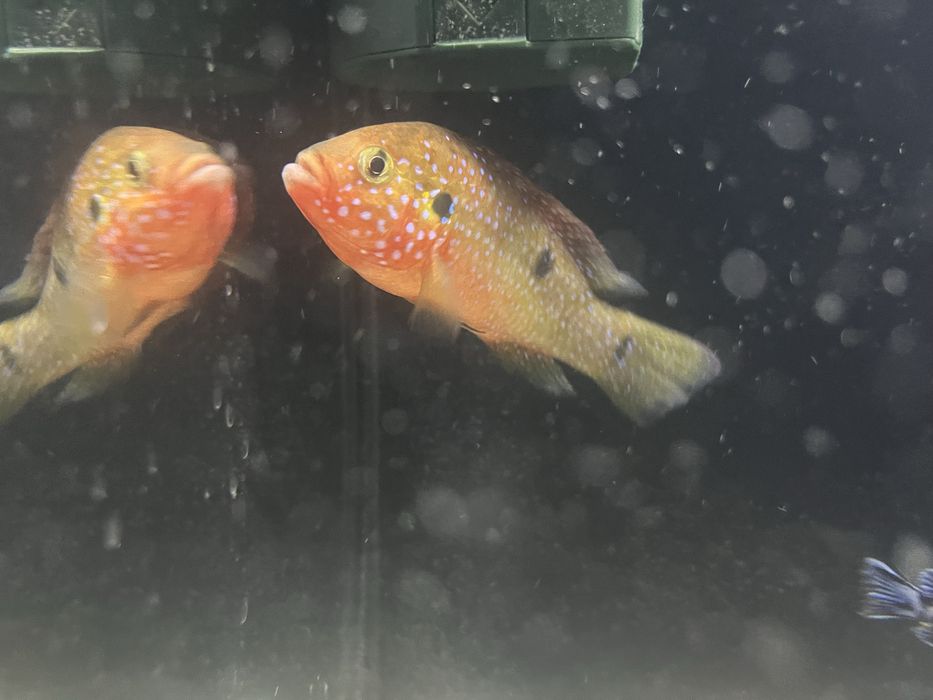 Продается аквариум ные рыбки