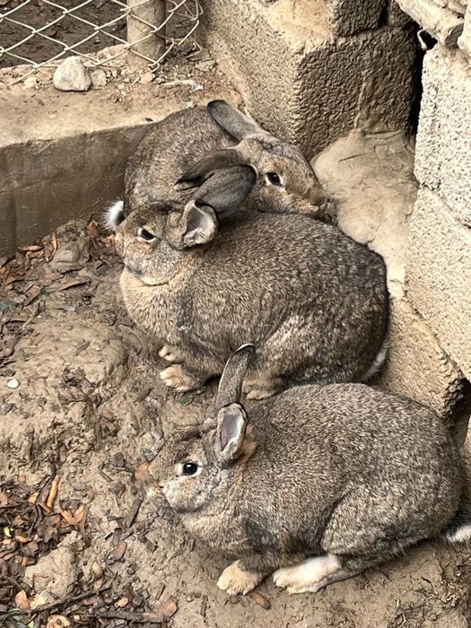 Кролик қоян девочки