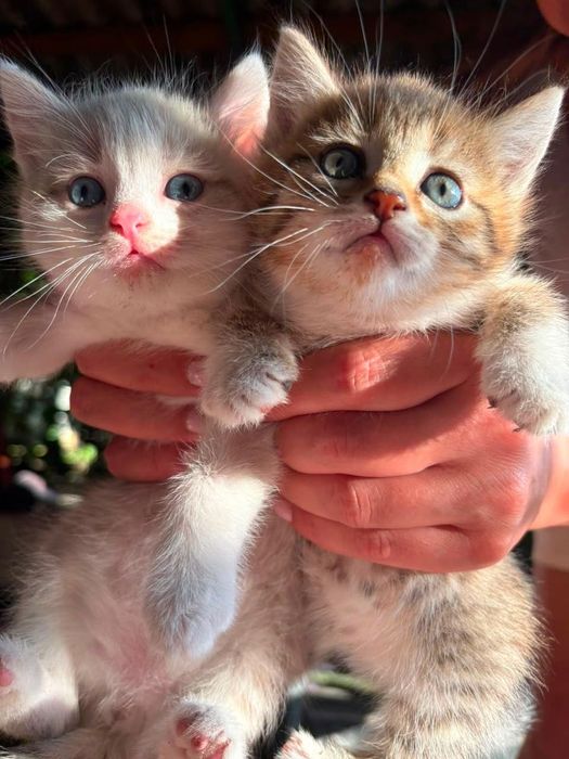 Котята ищут дом и ласковые руки