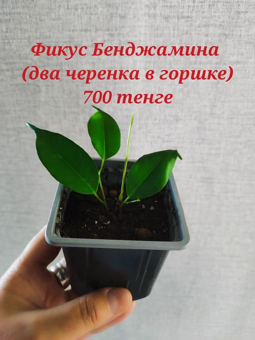 Продам комнатные цветы