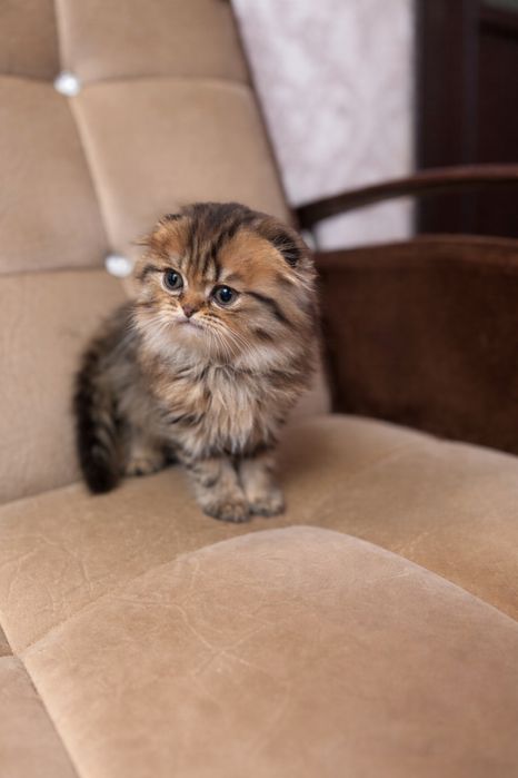 Срочно продаются котята скоттиш фолд мальчики