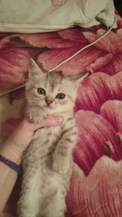 Отдам бесплатно котят