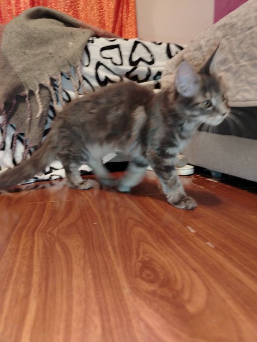 Baitel,rasa pura Maine Coon