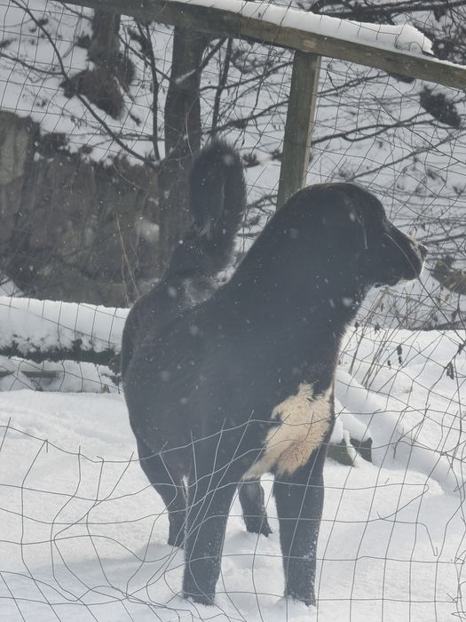 Femela asia centrala 1.2 ani