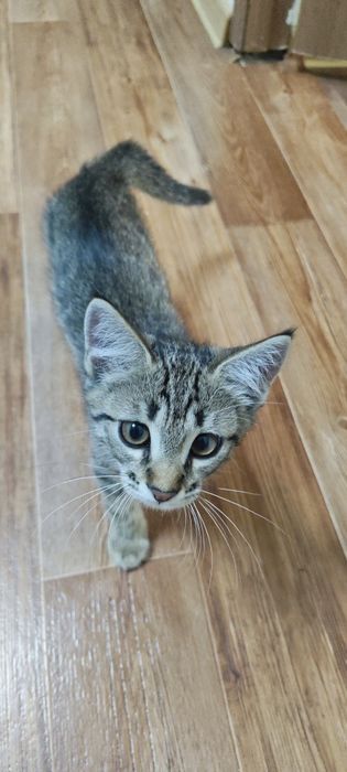 Котенок бесплатно