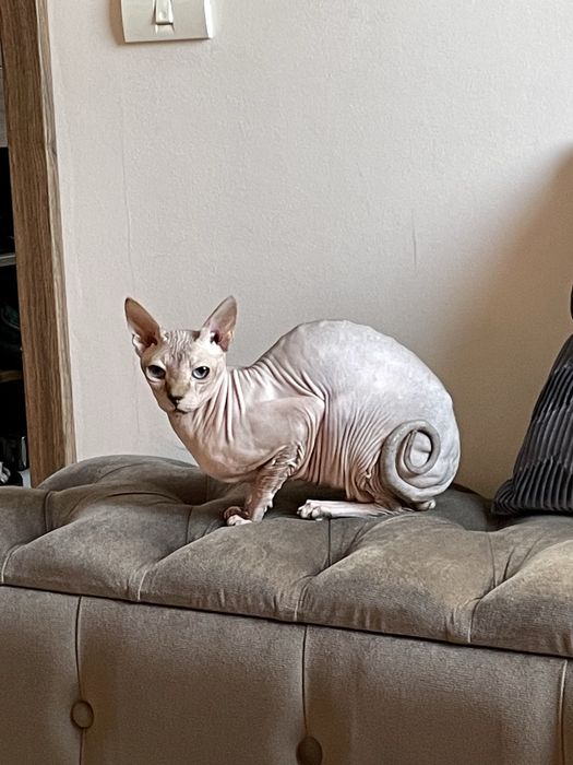 Donez Sphynx Canadian