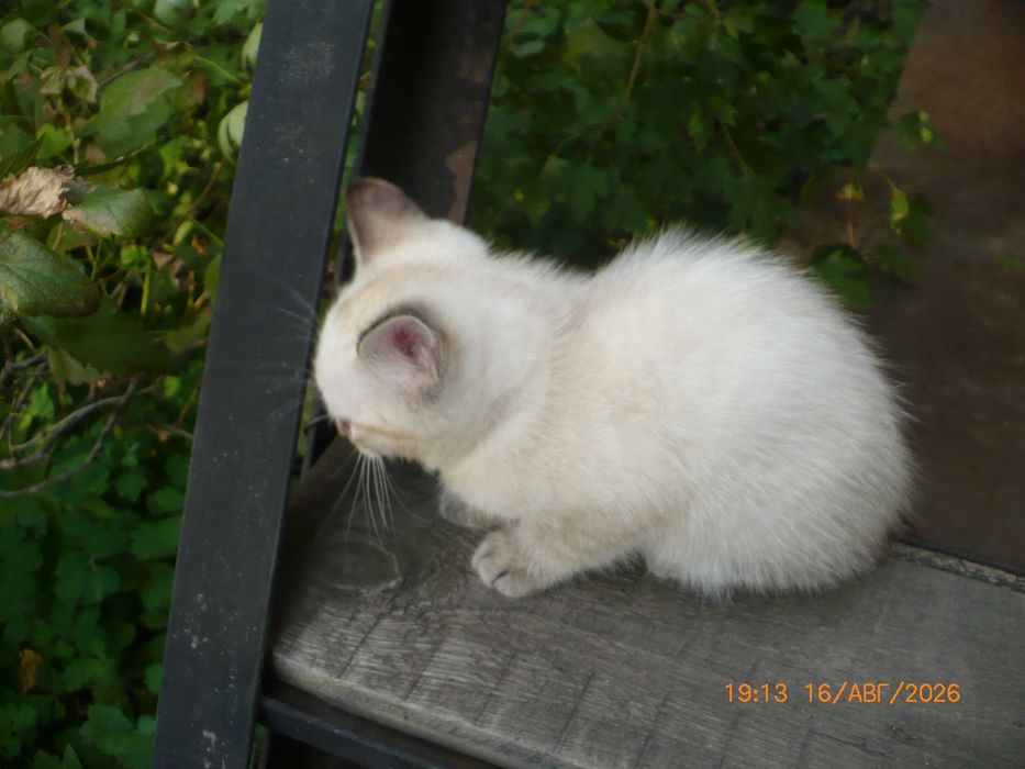 Дарю симпатичного котенка