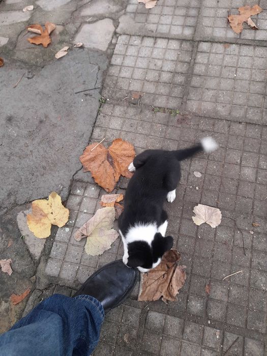 Подарявам малки кученца