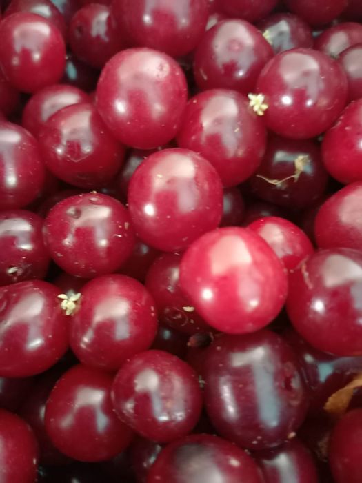 Продам дачу сад Здоровье