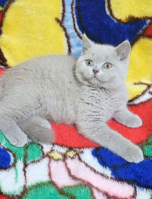 British shorthair fawn