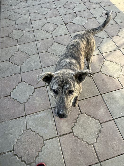 Ofer spre adoptie (ofer transport)