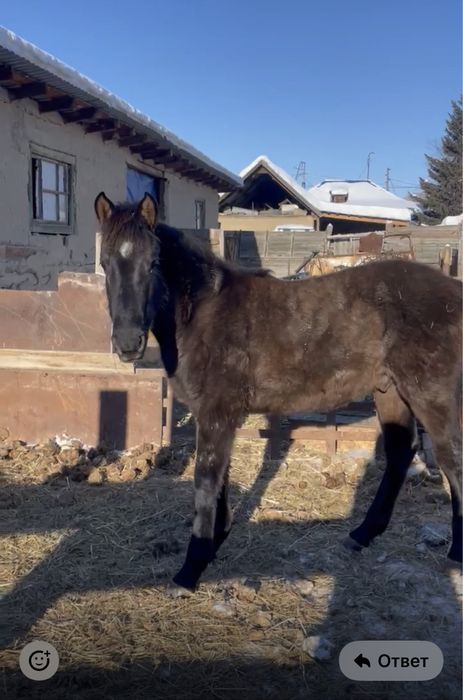 Еркек жабағы сатылады
