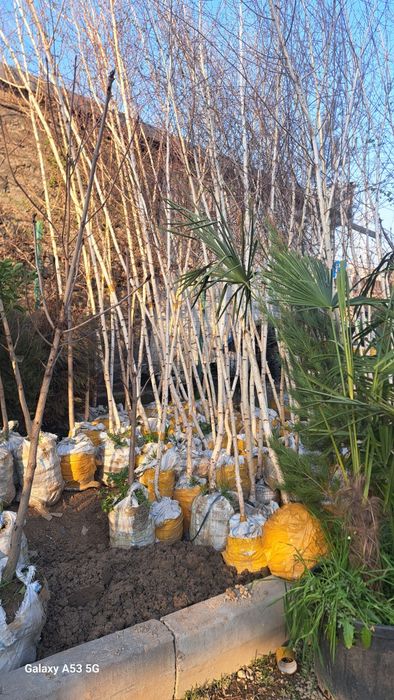 Beryoza sotiladi kelishilgan narhda