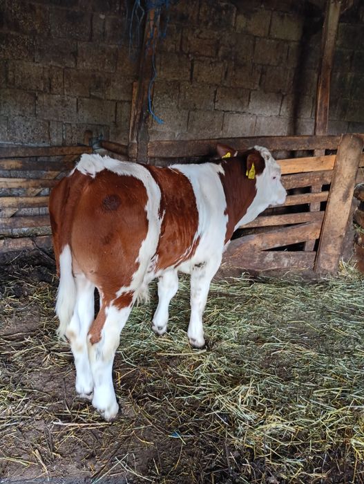 Vând vițel mascul