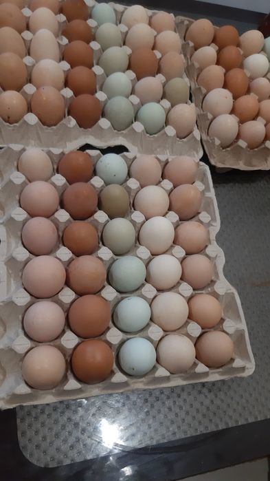 Домашнее Куриное яйцо