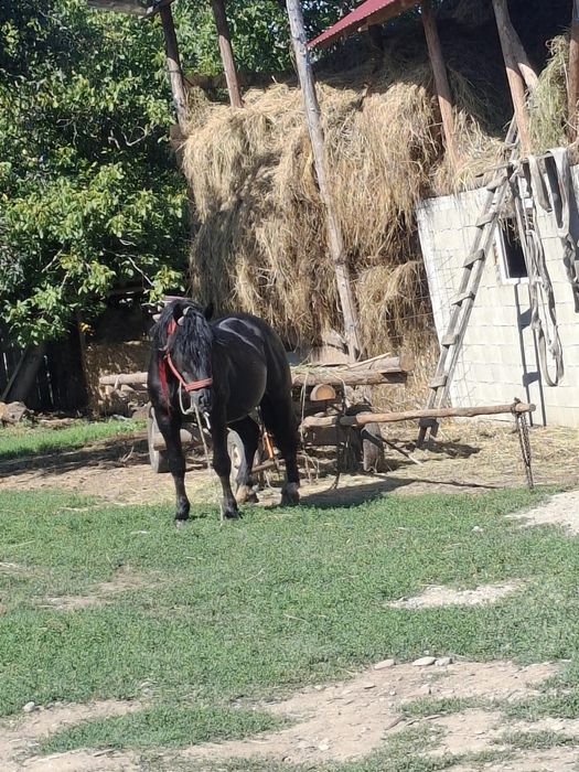 Cal de vânzare 
Preț 3500 nu negociez