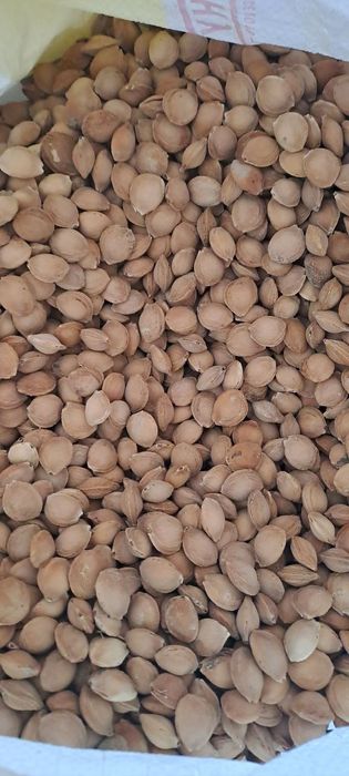 Ширин донак сотилада