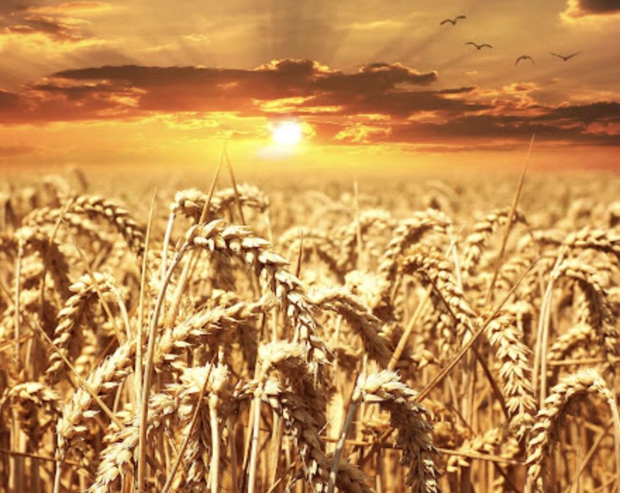 Семена пшеницы Шортанды 2012 1РС