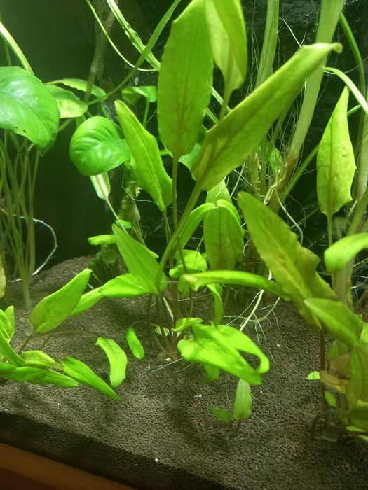 Криптокорина Вендта