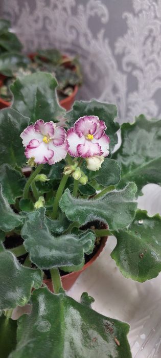 Продаю фиалки.Домашние.