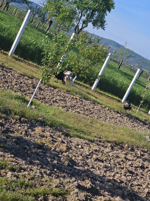 Vand 4  curcani de un an foarte grasi