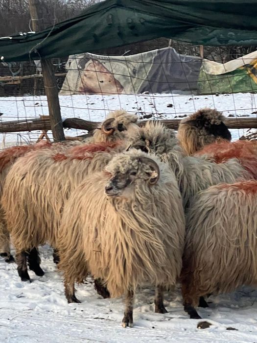 Vand oi gestante tinere