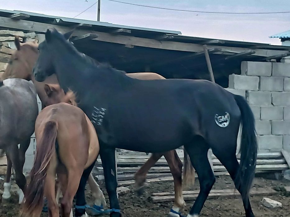 Продам лошадь жеребая