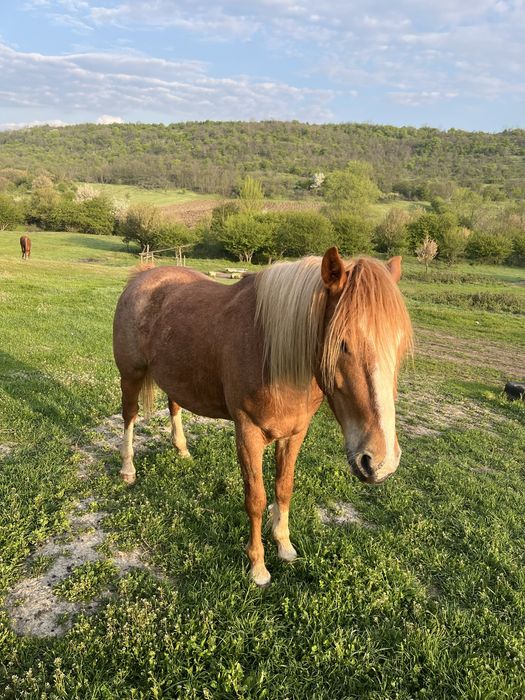 Vada iapa si armasar