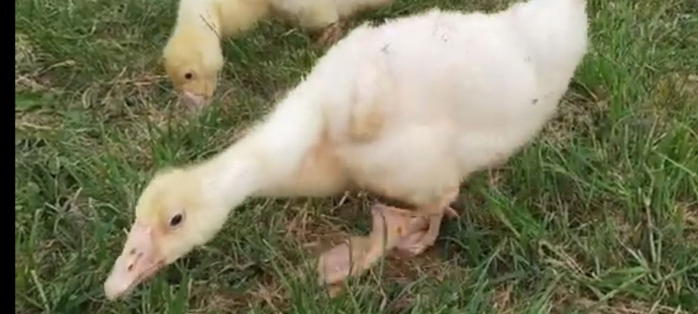 Продам бройлерных цыплят.