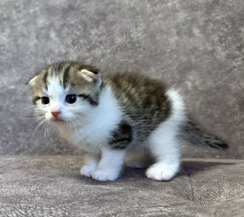 Котята Скоттиш фолд