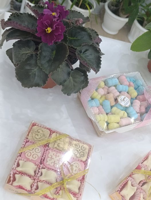 Комнатные растение