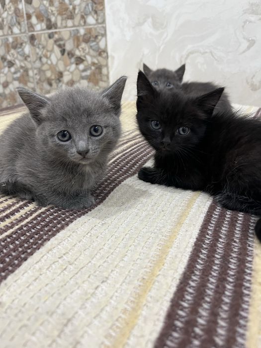 Котята за шоколадку
