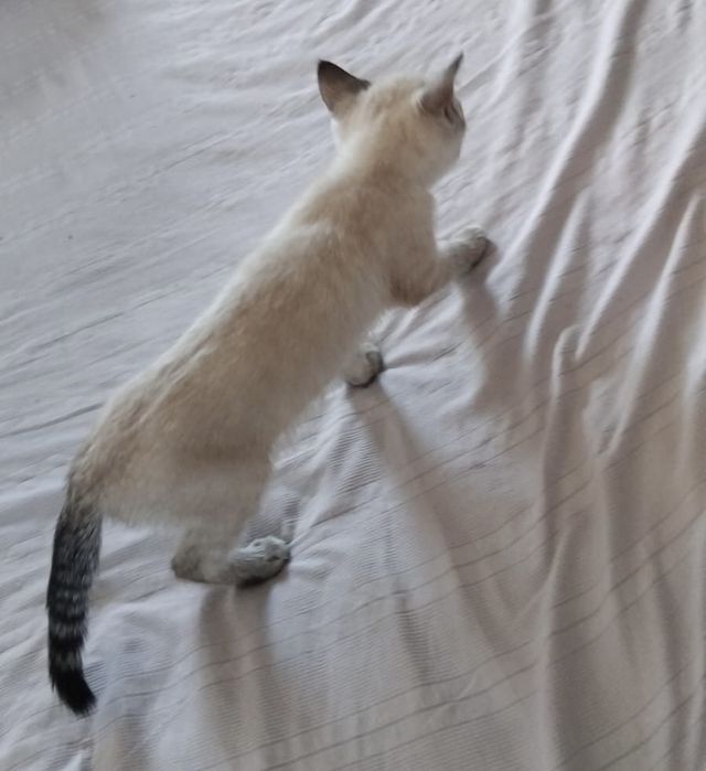 Отдам котика в хорошие руки