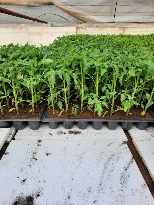 Rasad De Rosii Prekos 2000 De Plante De Vanzare