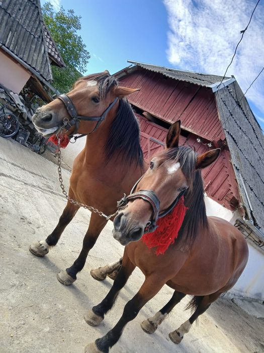 Vand doua iepe  împreună  sau separat