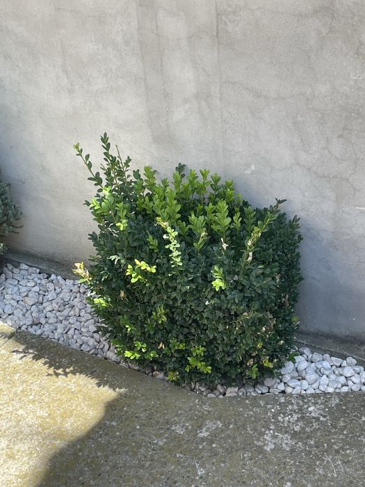 Gard viu ‘ienupăr chinezesc , Euonymus japonicus
